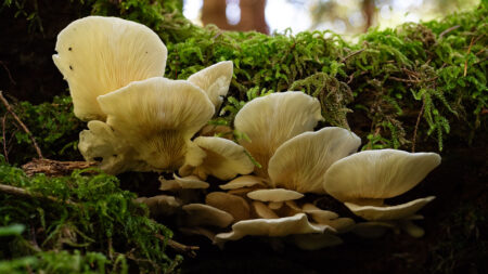 Climate change may be pushing fungal allergy season earlier