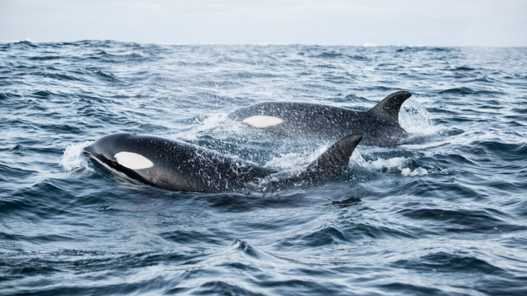 Some killer whales hunt in pairs to maximize their bounty