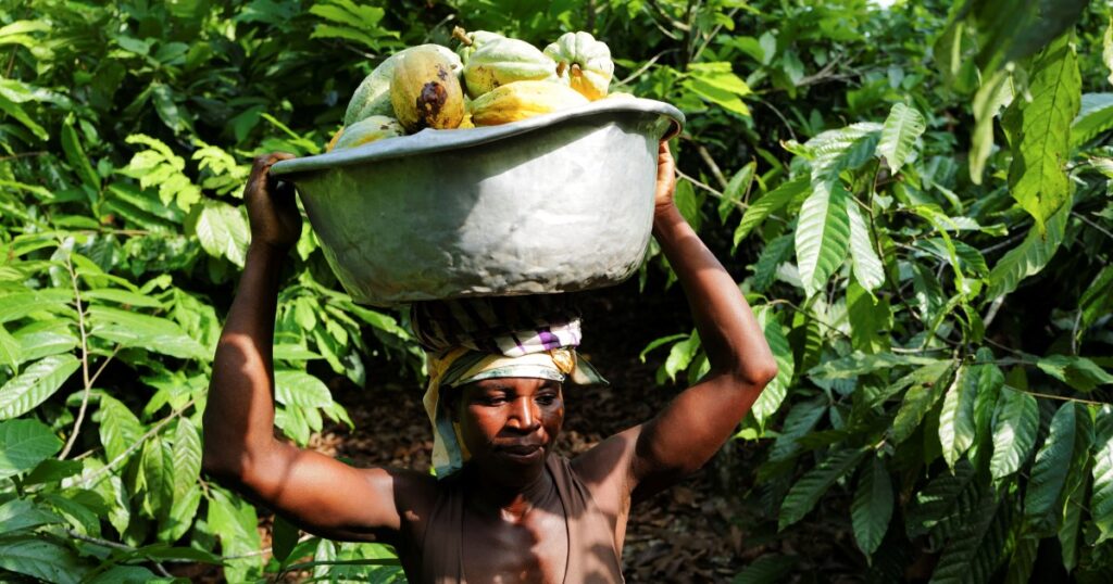 Climate crisis causing food price spikes around the world, scientists say