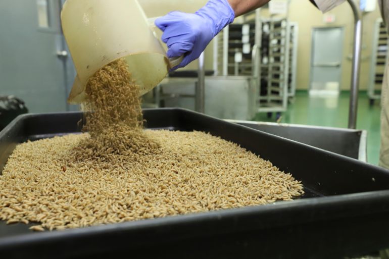 Thousands of fly larvae are poured into a black contained in a laboratory