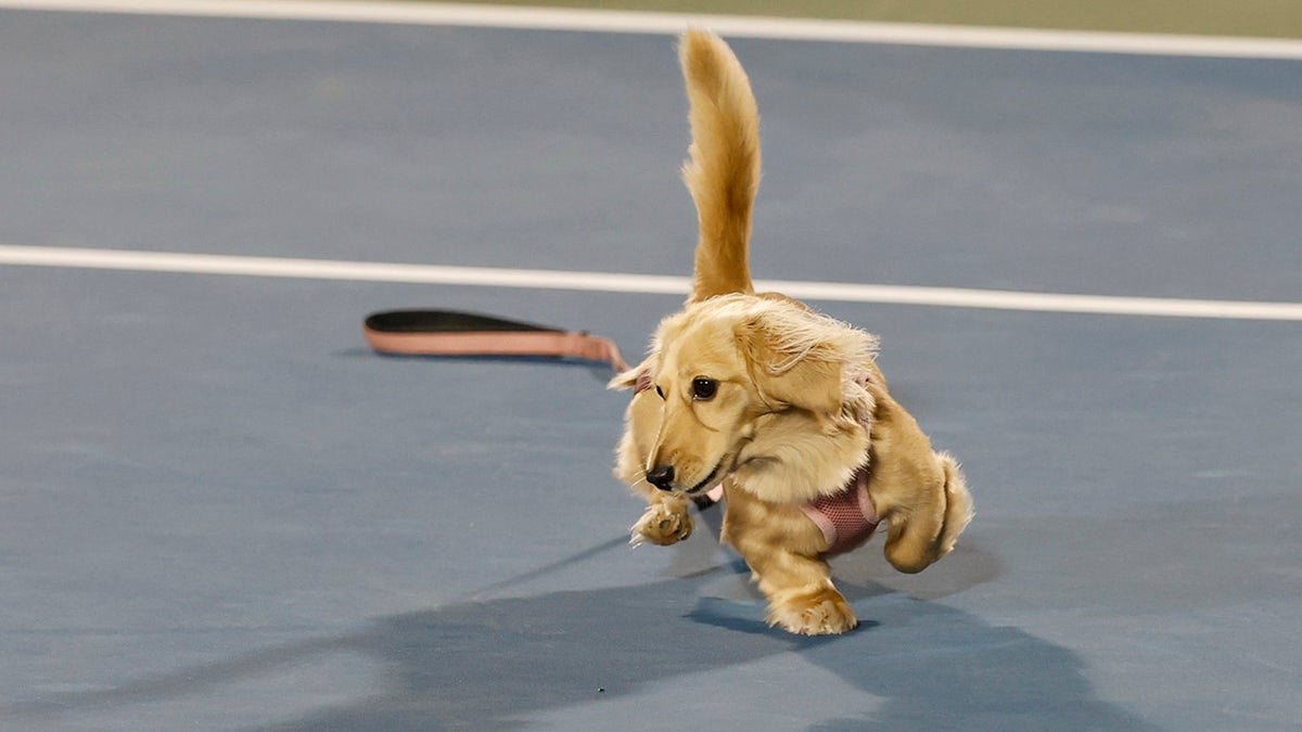 Anna Kalinskaya's dog Bella