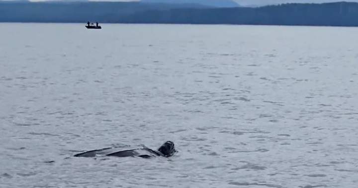 Leatherback sea turtle sighted in B.C. waters is ‘extremely rare’ expert says