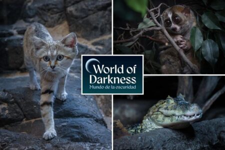 Bronx Zoo’s fascinating World of Darkness exhibit reopens after 16-year hiatus