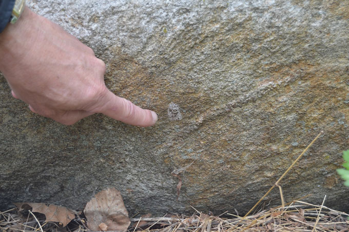 A white man points with his index finger to a gray smear that is a cluster of spotted lanternfly eggs on a greyish brown boulder.
