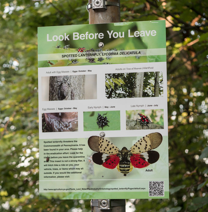 A sign bolted to a pole warns readers to "Look Before You Leave." The sign shows various life stages of the spotted lanternfly, including a large image of an adult with its wings extended. Its top wings are grayish brown with black spots and its underwings have two patterns: the top pattern is white with black tips and the bottom pattern is bright red with black spots.