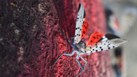 Squashing the spotted lanternfly problem may require enlisting other species