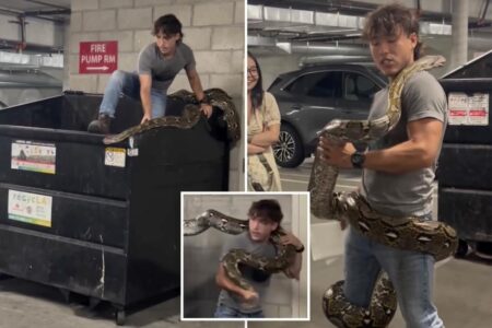 Wild moment reptile wrangler casually captures 20-foot python from Los Angeles dumpster