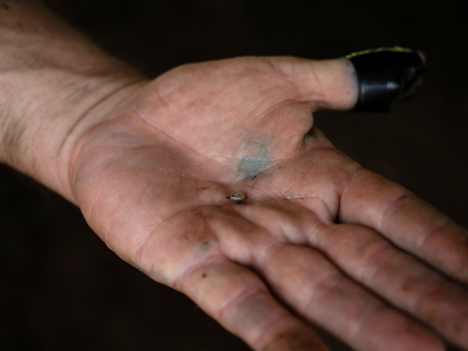 Cases of flesh-eating screwworms increase 53% in Mexico: Report