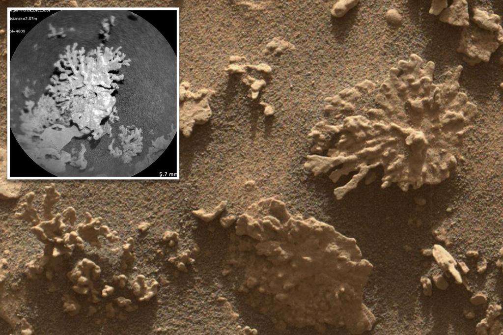 NASA’s Curiosity rover captured images of ‘coral’ rock on Mars that signify water existed on the planet
