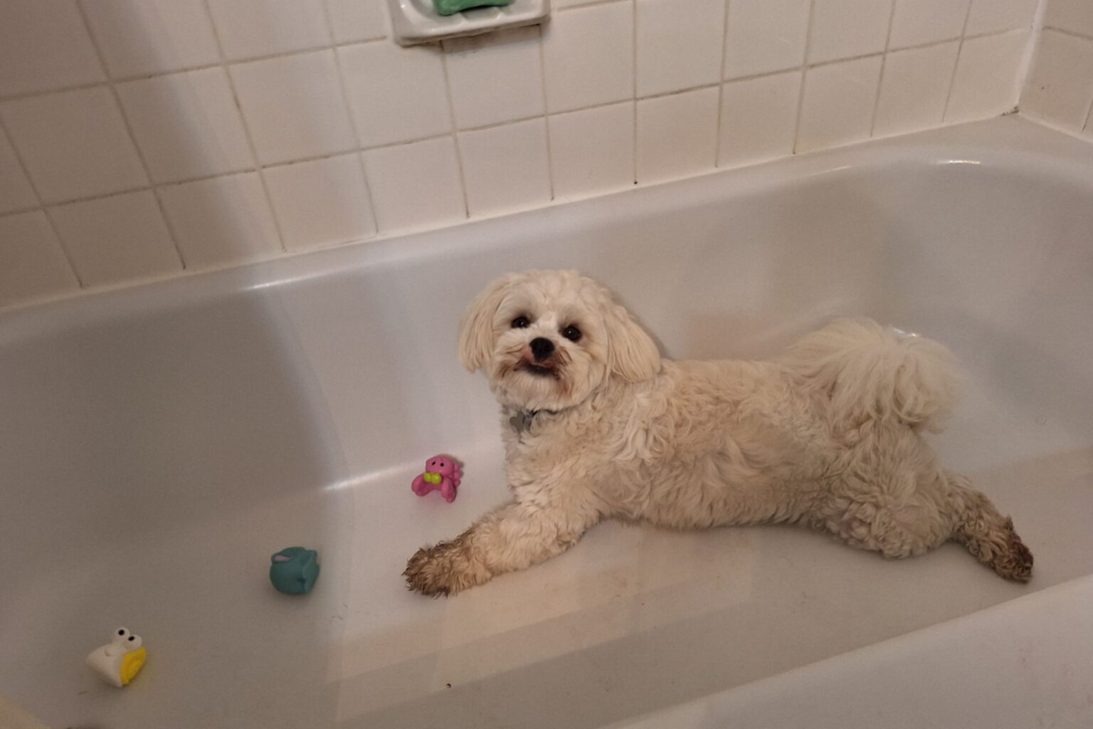 Bathtub-Obsessed Dog Who Can’t Stop Splashing Wins Pet of the Week
