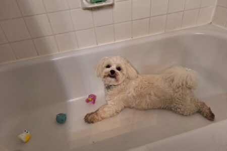 Bathtub-Obsessed Dog Who Can’t Stop Splashing Wins Pet of the Week