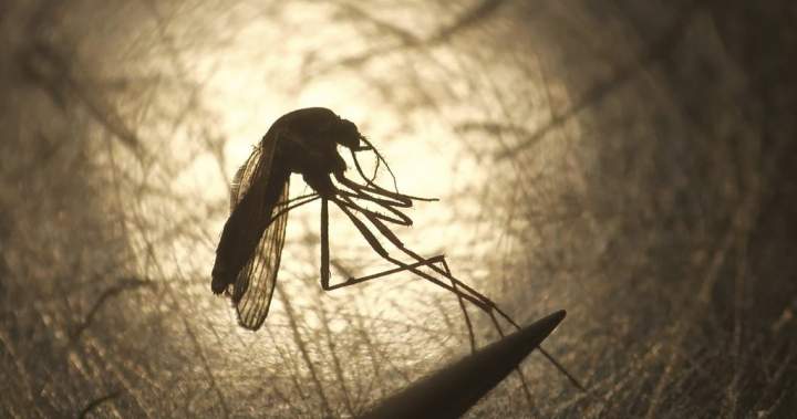 Canada has its 1st case of West Nile this year. Here’s what to know about the virus