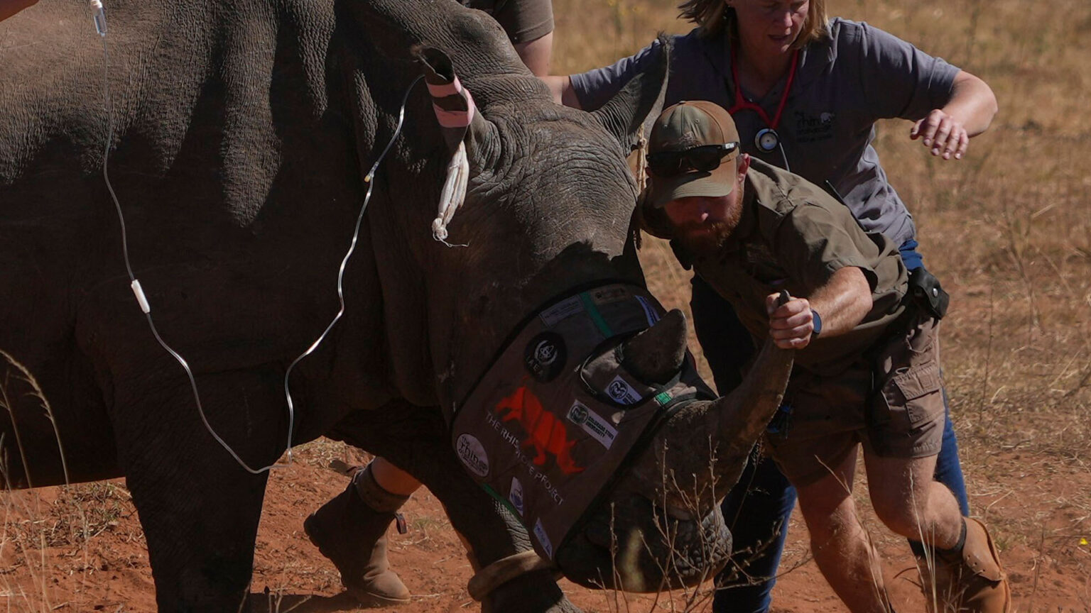 Endangered rhinos get radioactive implants to deter poachers