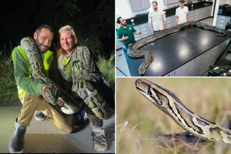Florida man catches 87 invasive pythons in a month, awarded $1K through state incentive system
