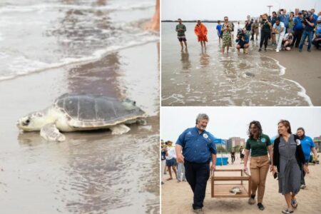 Endangered sea turtle named Elton released back into Atlantic from NYC beach