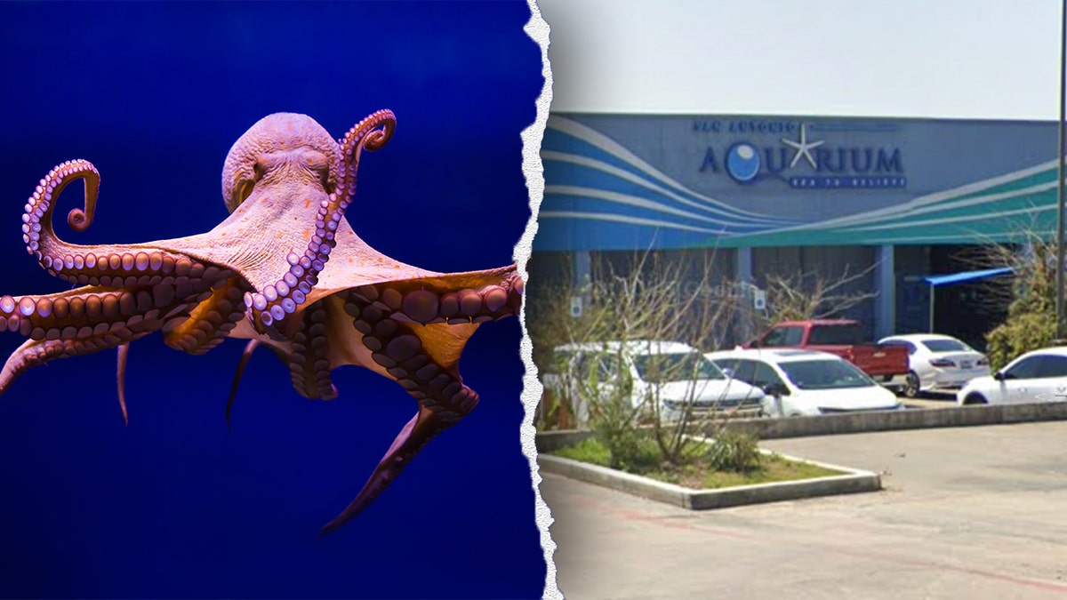 A split of an octopus and the San Antonio aquarium