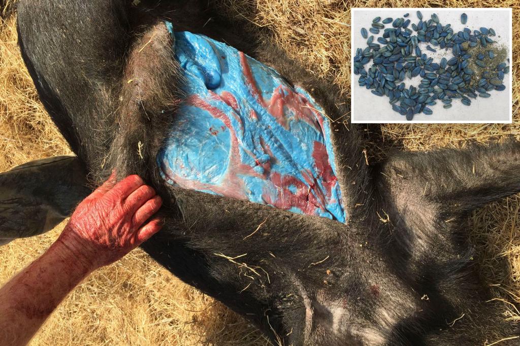 Wild pigs in California develop ‘bright blue’ skin after exposure to pesticides with rat poison: officials