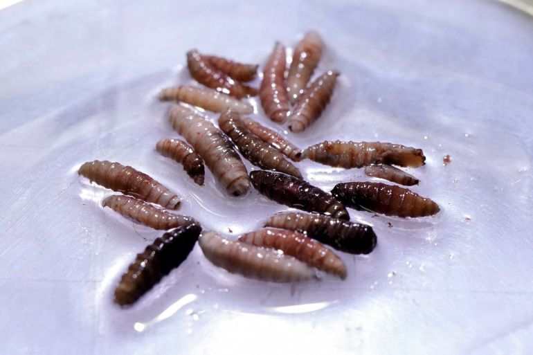 FILE PHOTO: Larvae of the screwworm fly, collected from infected cows, are observed at the COPEG sterile fly production plant, which fights the spread of the cattle screwworm, in Pacora, Panama, June 11, 2025. REUTERS/Enea Lebrun/File Photo