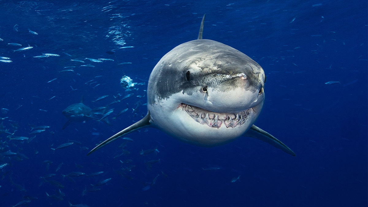 Shark in the ocean with big teeth