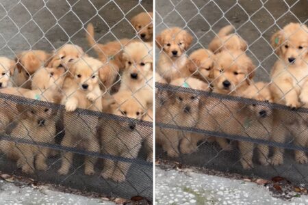 Hearts Melt Over How One Pup Brought Into Litter Is ‘Not Like the Others’