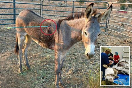 Wild donkey named ‘Cupid’ recovering after being shot in the lung by an arrow — as authorities hunt for the bow-wielding culprit
