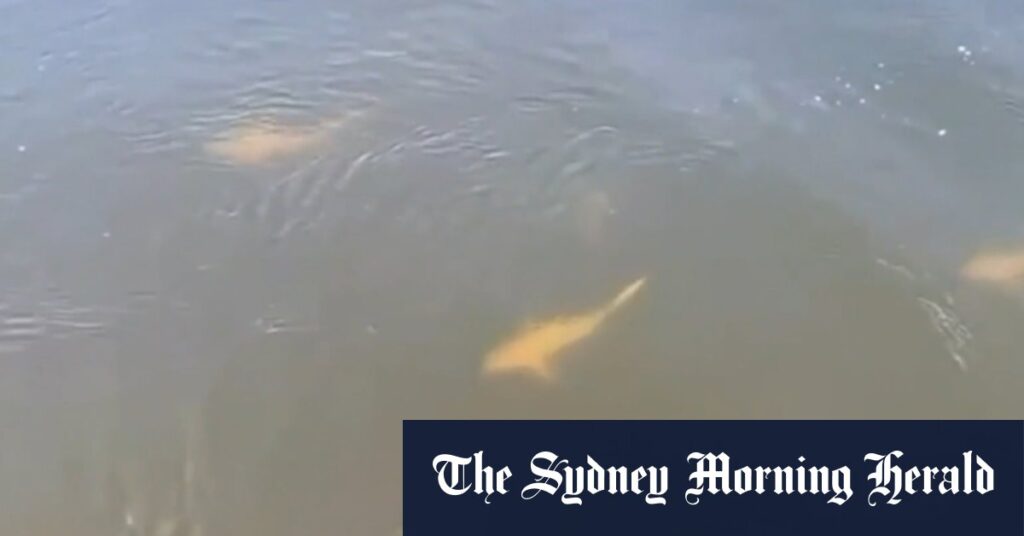 Warning as sharks spotted near site of fatal attack