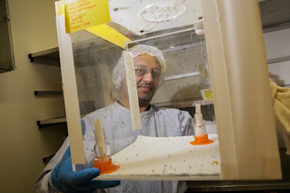 Principal research scientist Dr Prasad Paradkar in the insectary with mosquitoes.