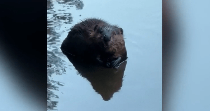 Beavers trapped, killed in New Brunswick village to protect golf course