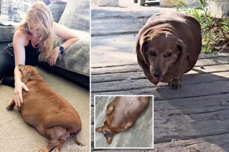Caregiver adopts dementia-stricken patient’s rotund 55-pound Dachshund: ‘Got a brand new life’