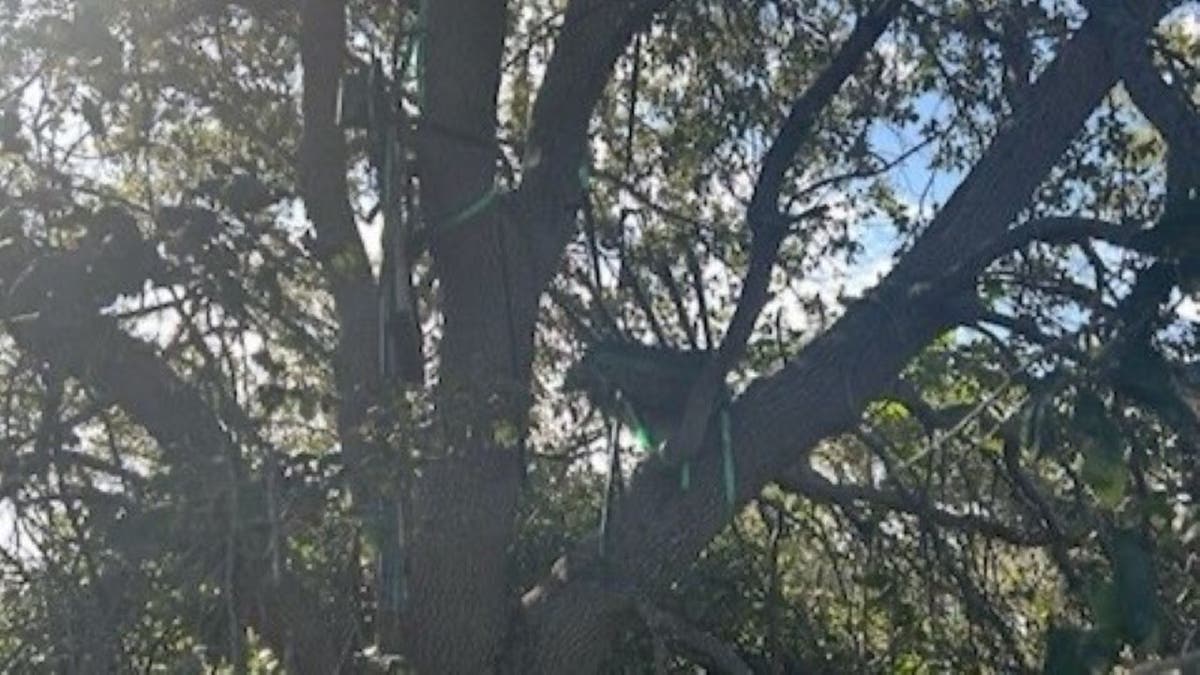 A tree stand discovered by the secret service.