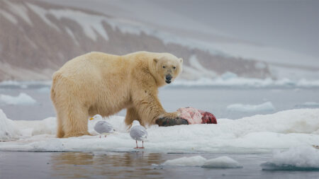 Polar bears provide millions of kilograms of food for other Arctic species