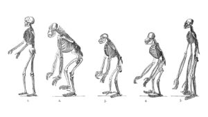 Two tiny genetic shifts helped early humans walk upright