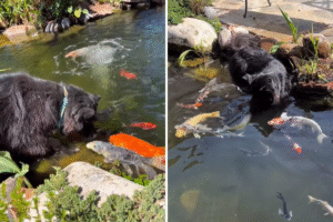 What Dog Does When He Sees Koi Fish in the Pond Melts Hearts
