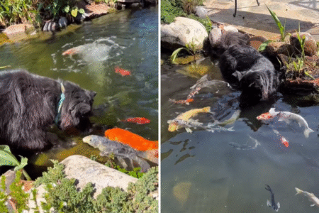 What Dog Does When He Sees Koi Fish in the Pond Melts Hearts