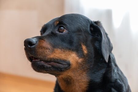 Dog Realizes Favorite Human Has Gone to Bed, Response Melts Hearts  Â
