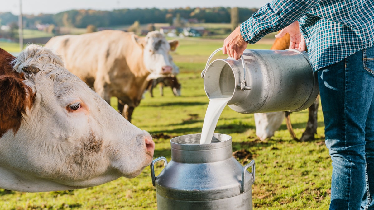 Cows appear on a farm as raw milk is poured from one metal tin to another.