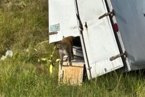 ‘Aggressive’ monkey infected with COVID and STIs running loose in Mississippi after transport truck overturns: sheriff