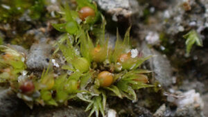 Moss spores survived in space for 9 months