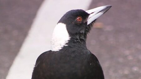Child in hospital after magpie swoop on walk home from school