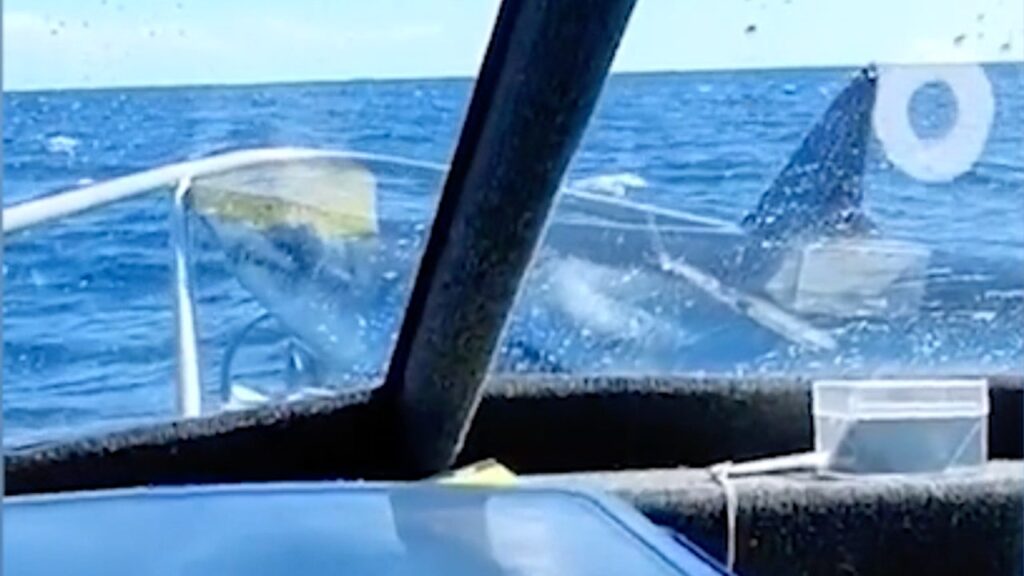 Passengers stunned as shark leaps from ocean and lands on their fishing boat