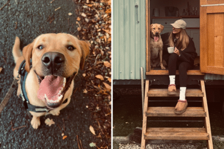 Owner Checks Labrador on Pet Cam, Her Realization Breaks Hearts