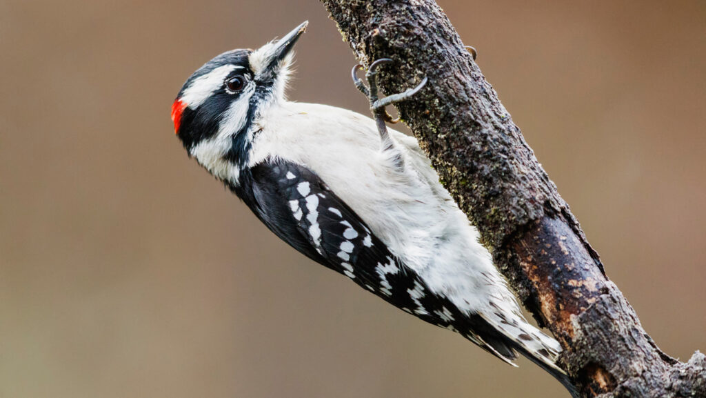 Woodpecker hammering is a full-body affair