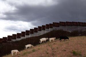 Trump Admin Says Beef Prices Could Hit $10 per Pound Because of Migrants