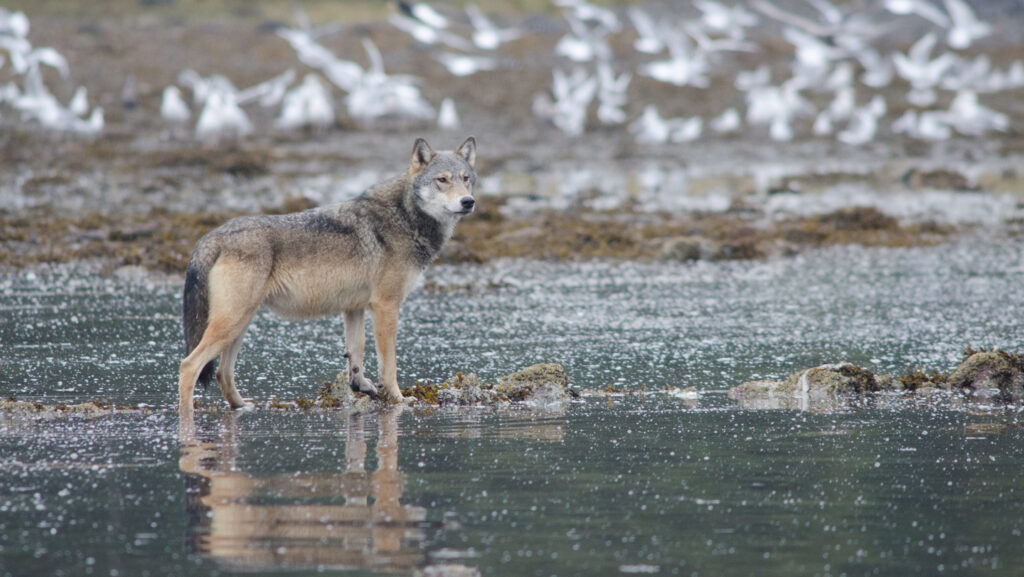 A wolf raided a crab trap. Was it tool use or just canine cunning?