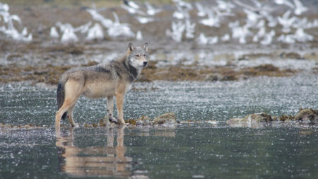 A wolf raided a crab trap. Was it tool use or just canine cunning?