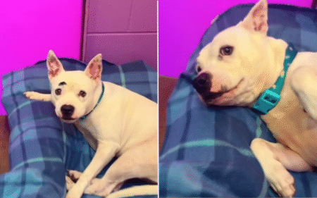 Dog Heartbroken As She’s Returned To Shelter She Was Adopted From Years Ago