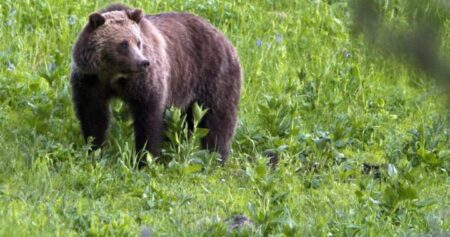 Recent bear attacks, close encounters prompt calls to bring back Alberta’s grizzly hunt