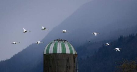 B.C. animal sanctuary ‘devastated’ after avian flu case reported