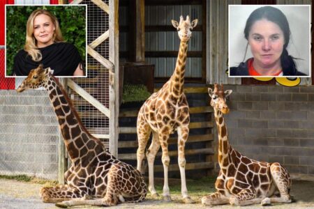 Alicia Silverstone offers $50K reward for return of baby giraffes who mysteriously vanished from troubled zoo 7 months ago