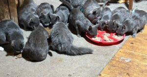 Okanagan Humane Society rescues 21 cats, urges public to spay and neuter their animals